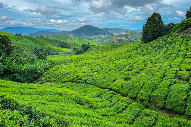 Elevate Your Senses: A Day of Wonders in Cameron Highlands! - Key Points to Know Before You Go
