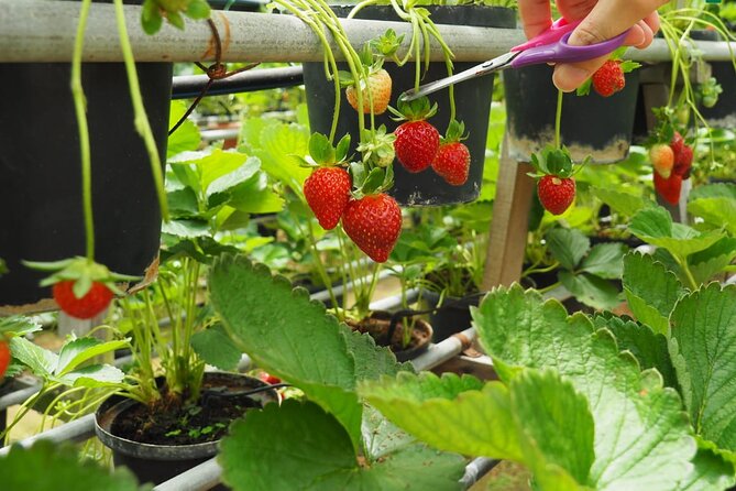 Elevate Your Senses: A Day of Wonders in Cameron Highlands! - Lata Iskandar and the Rainforest Road