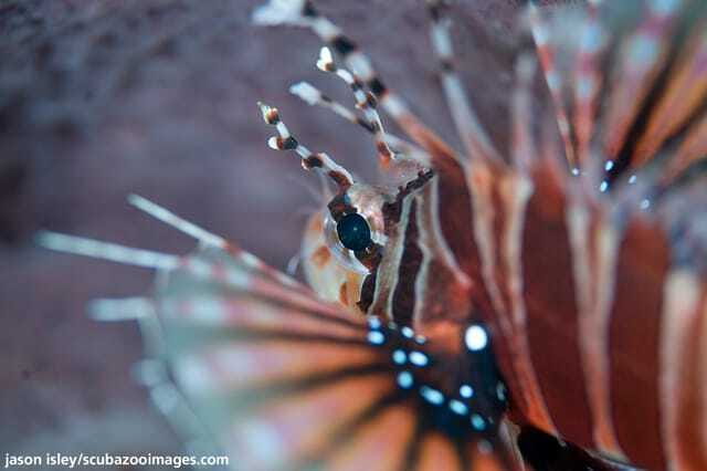 Enjoy 3 Fun Dives in Kota Kinabalu | Certified Divers - What happens on the first underwater session
