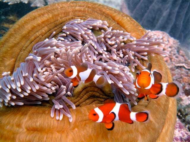 Enjoy 3 Fun Dives in Kota Kinabalu | Certified Divers - The midday break on the catamaran