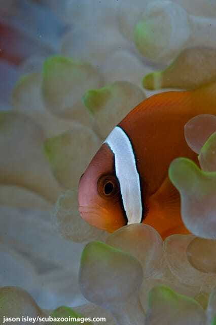 Enjoy 3 Fun Dives in Kota Kinabalu | Certified Divers - The 8:45 meeting at DBKK Jetty