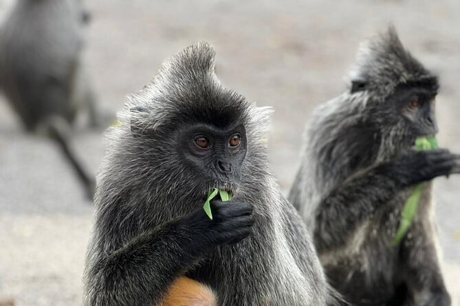 Fireflies & Silver leaf monkey Gazing tour - From Kuala Lumpur to the countryside