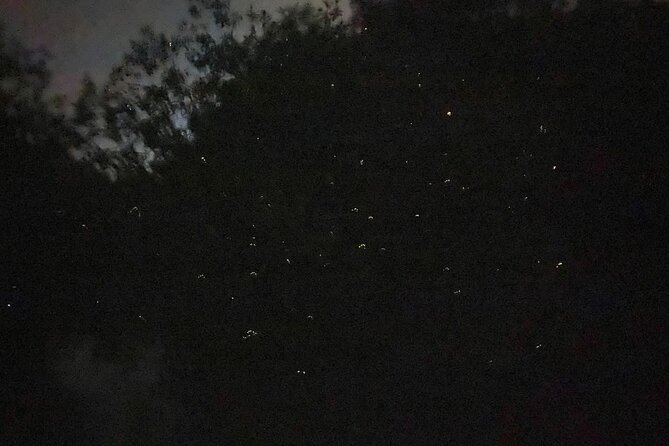 Fireflies & Silver leaf monkey Gazing tour - The river and the fireflies