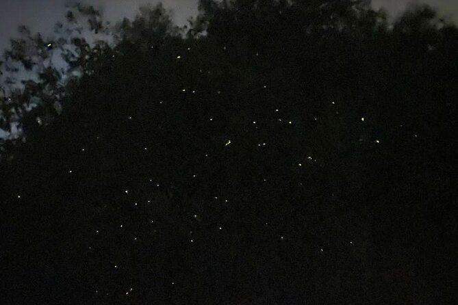 Fireflies & Silver leaf monkey Gazing tour - Dinner at the fishing village