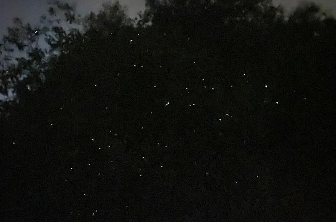 Fireflies & Silver leaf monkey Gazing tour - Who will enjoy this five-hour outing