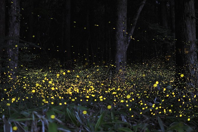 Fireflies Tour and Batu Cave Visit with Boat Ride and Seafood Dinner - Batu Caves and the 272-step climb