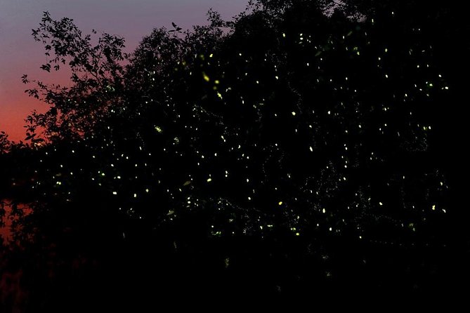 Firefly Tour Johor Bahru@Kota Tinggi Firefly Park - Key points at a glance