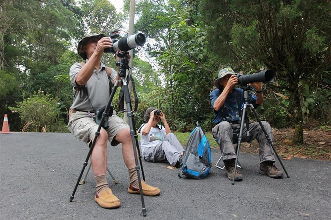 Fraser's Hill Bird-Watching & Nature Sightseeing Tour from Kuala Lumpur - Why Fraser’s Hill works for a bird-watching day