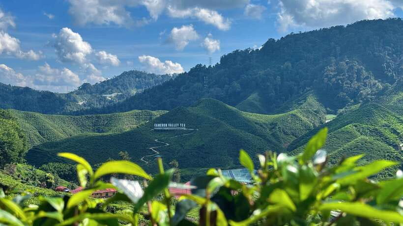 From Kuala Lumpur: Cameron Highlands Day Tour with Lunch - Why Cameron Highlands makes a worthwhile escape from Kuala Lumpur