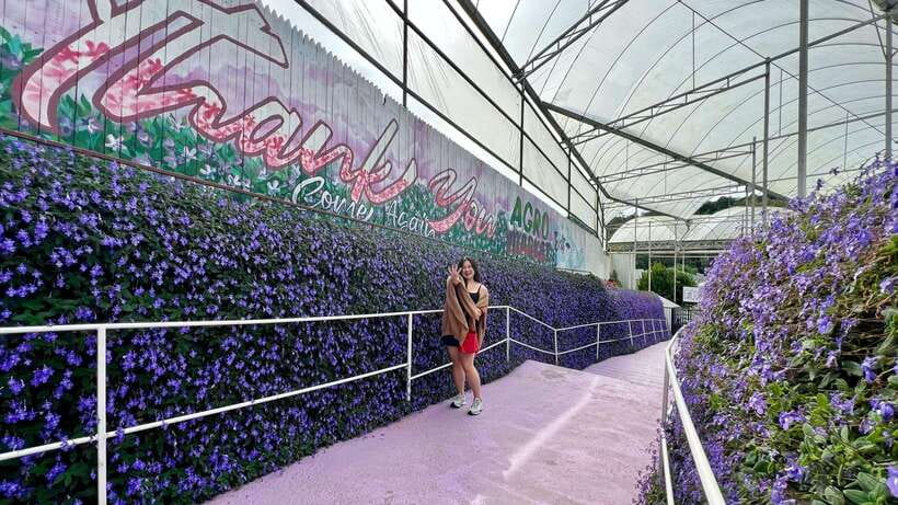 From Kuala Lumpur: Cameron Highlands Day Tour with Lunch - Ladang Soon Cheong and the farming side of Cameron Highlands