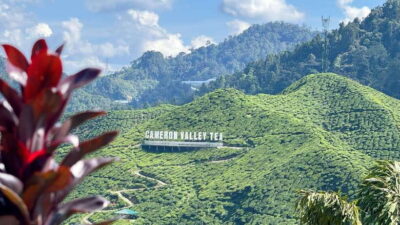 Cameron Highlands Day Tour with Lunch