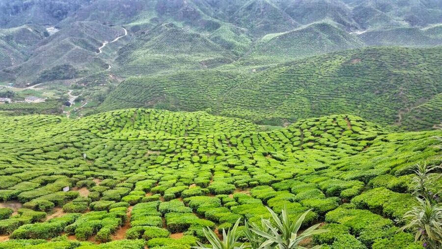 From Kuala Lumpur: Cameron Highlands Day Tour with Lunch - The guides are a major part of the experience