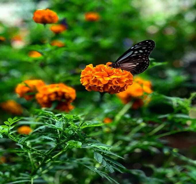 From Kuala Lumpur: Cameron Highlands Day Trip with Transfers - Butterfly Park and the insect gardens