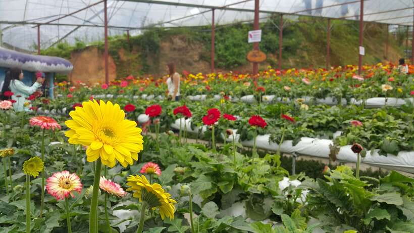 From Kuala Lumpur: Cameron Highlands Full-Day Tour - Key points to know before booking