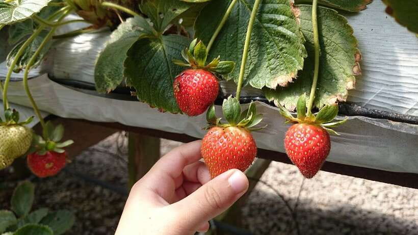 From Kuala Lumpur: Cameron Highlands Full-Day Tour - Rose Valley and strawberry farms