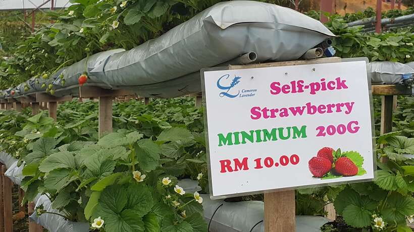 From Kuala Lumpur: Cameron Highlands Full-Day Tour - Butterfly Park and the smaller farm stops