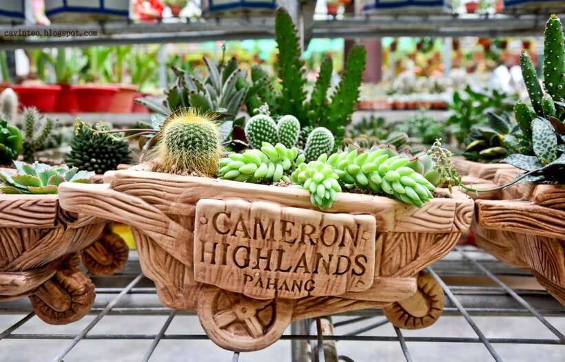From Kuala Lumpur: Cameron Highlands Full-Day Tour - Who will enjoy this day, and who will not