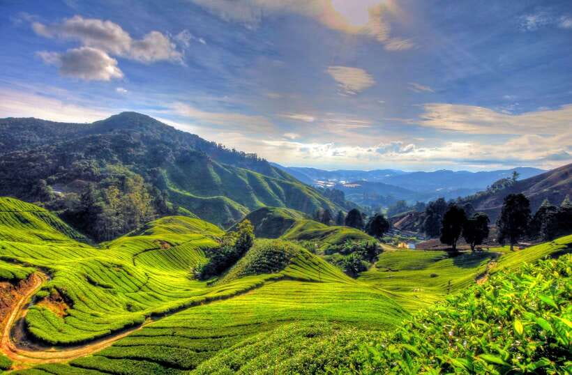From Kuala Lumpur: Cameron Highlands Full-Day Tour - Lata Iskandar Waterfall: a quick rainforest pause