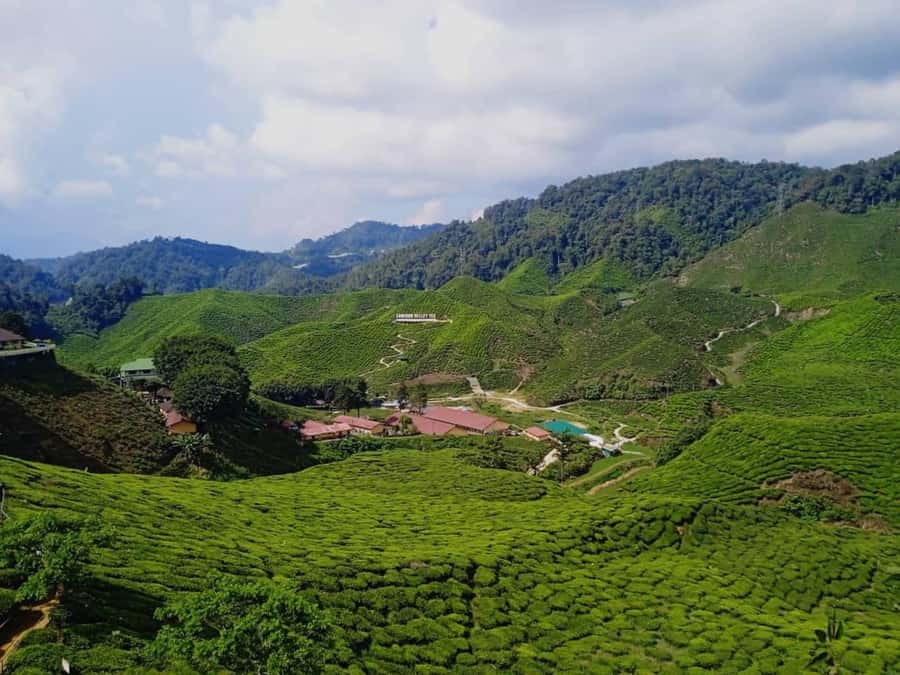 From Kuala Lumpur: Cameron Highlands Private or Join In Tour - Why the Cameron Highlands make a good day out from Kuala Lumpur