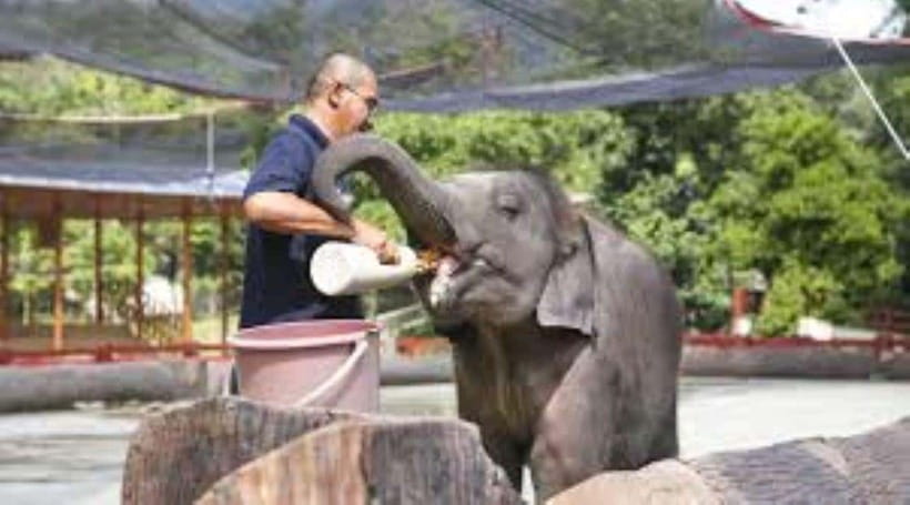 From Kuala Lumpur: Elephant Sanctuary Guided Tour - Why Kuala Gandah is worth the long ride