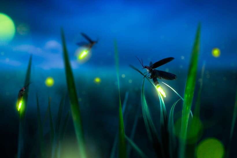 From Kuala Lumpur: Fireflies Tour and Seafood Dinner - Why the fireflies make this evening special