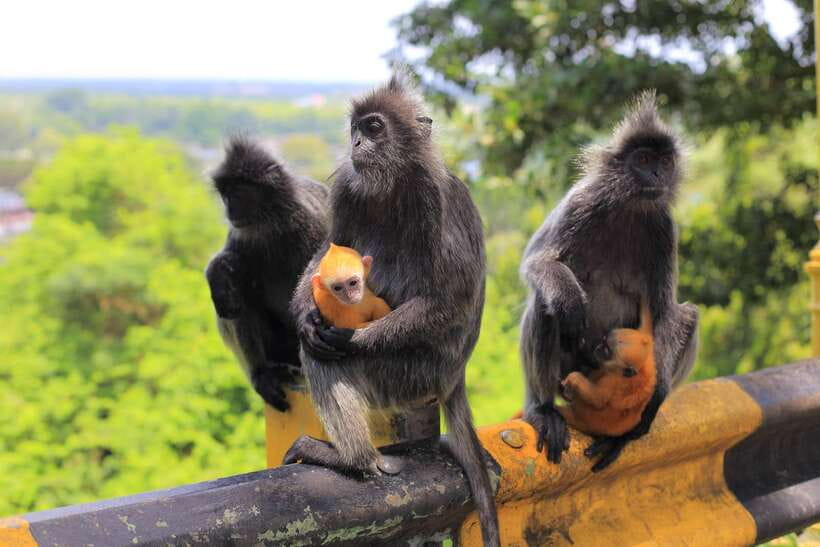 From Kuala Lumpur: Fireflies Tour and Seafood Dinner - Bukit Melawati, monkeys, and Fort Altingsburg
