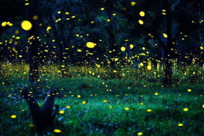 Fireflies Tour and Seafood Dinner