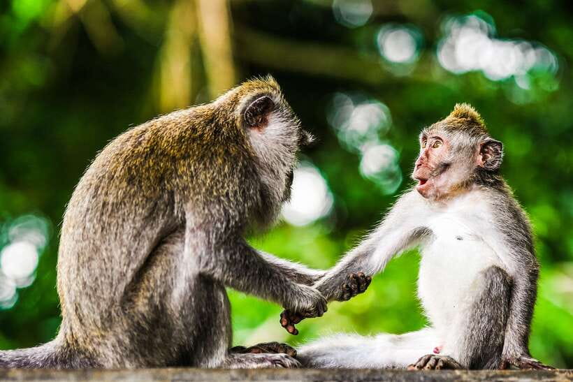 From Kuala Lumpur: Full-Day Taman Negara National Park - Key points to know before booking