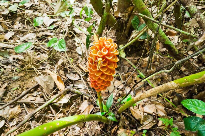 From Kuala Lumpur: Full-Day Taman Negara National Park - A very early start from Kuala Lumpur