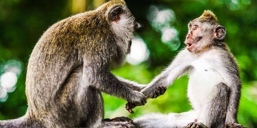 From Kuala Lumpur: Full-Day Taman Negara National Park - Meeting the Orang Asli and trying a blowpipe