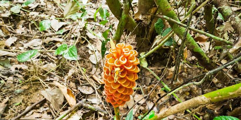 From Kuala Lumpur: Full-Day Taman Negara National Park - Rapid shooting and the boat ride
