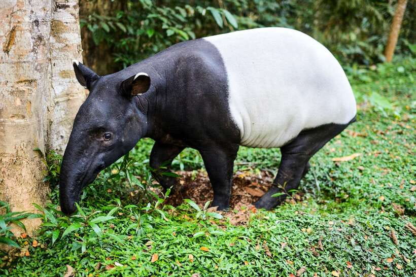 From Kuala Lumpur: Full-Day Taman Negara National Park - What the $173 price really covers