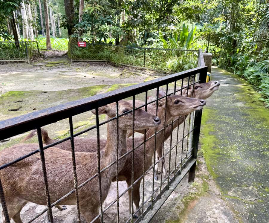 From Kuala Lumpur: Kuala Gandah Elephant Sanctuary Day Trip - At a glance: what this day gives you