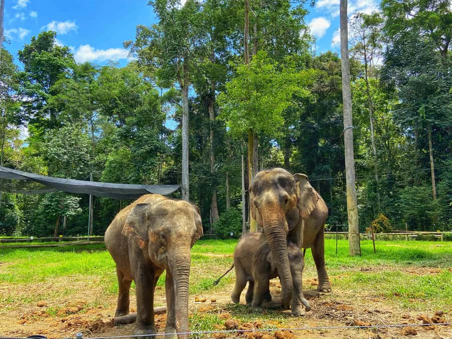 From Kuala Lumpur: Kuala Gandah Elephant Sanctuary Day Trip - Leaving Kuala Lumpur for the elephant centre