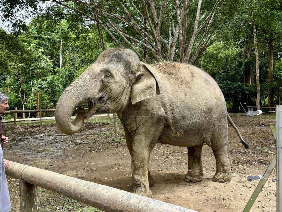 From Kuala Lumpur: Kuala Gandah Elephant Sanctuary Day Trip - Elephant bathing: a wet optional extra