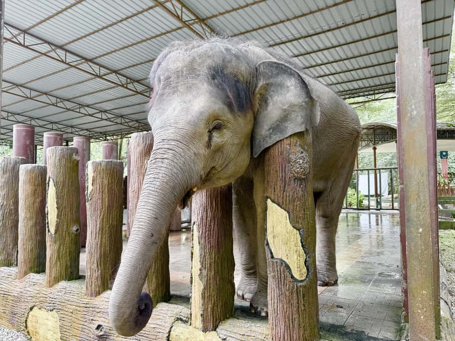 From Kuala Lumpur: Kuala Gandah Elephant Sanctuary Day Trip - Guides, timing, and the real pace of the day