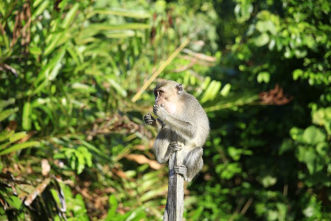Full Day Bongawan River Cruise with Proboscis Monkey Sightseeing - The 1:30 pm pickup and ride from Kota Kinabalu