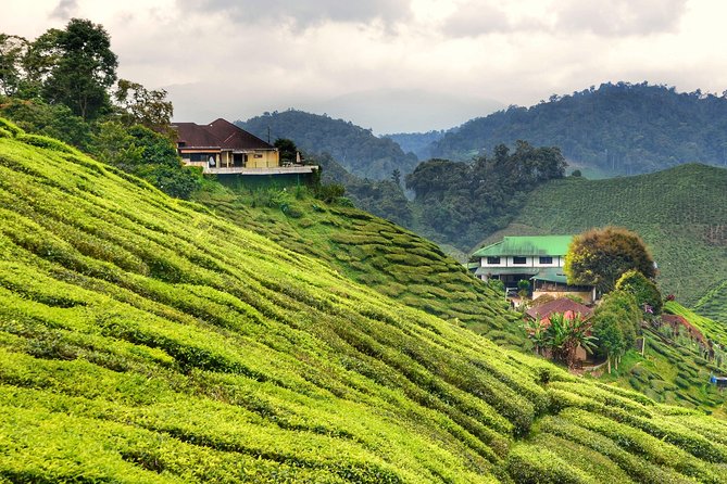 Full-day Cameron Highlands Day Trip from Kuala Lumpur - Why Cameron Highlands makes a demanding day trip