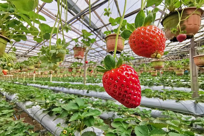 Full-day Cameron Highlands Day Trip from Kuala Lumpur - What the private vehicle is really worth
