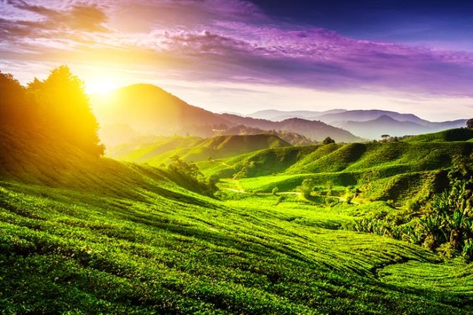 Full-day Cameron Highlands Day Trip from Kuala Lumpur - Sam Poh Temple above Brinchang