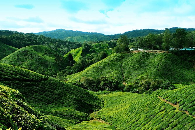 Full Day Cameron Highlands Nature Tour - Butterflies, insects, and an extra admission fee