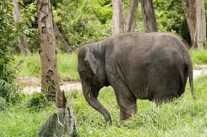 Full Day Elephant Sanctuary Tour with lunch Local food - Why this elephant day trip works from Kuala Lumpur