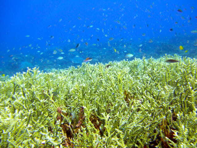 Full-Day Guided Snorkeling Tour from Kota Kinabalu - Leaving Kota Kinabalu by catamaran