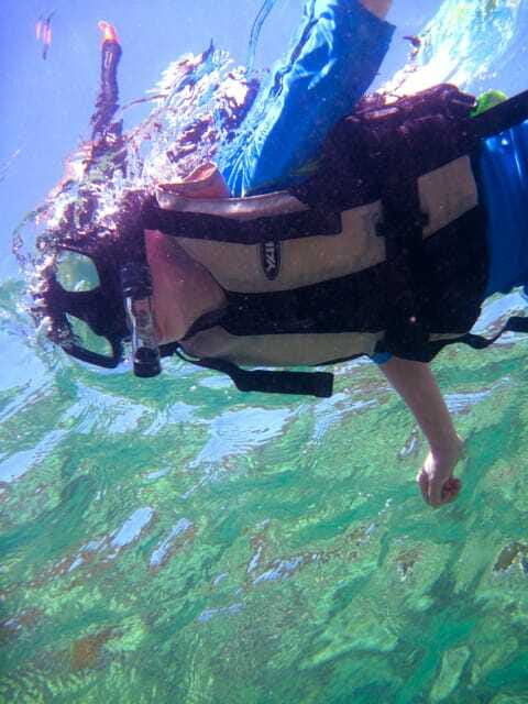 Full-Day Guided Snorkeling Tour from Kota Kinabalu - What you may see over the coral gardens