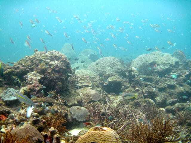 Full-Day Guided Snorkeling Tour from Kota Kinabalu - Coral quality: beautiful, but not perfect