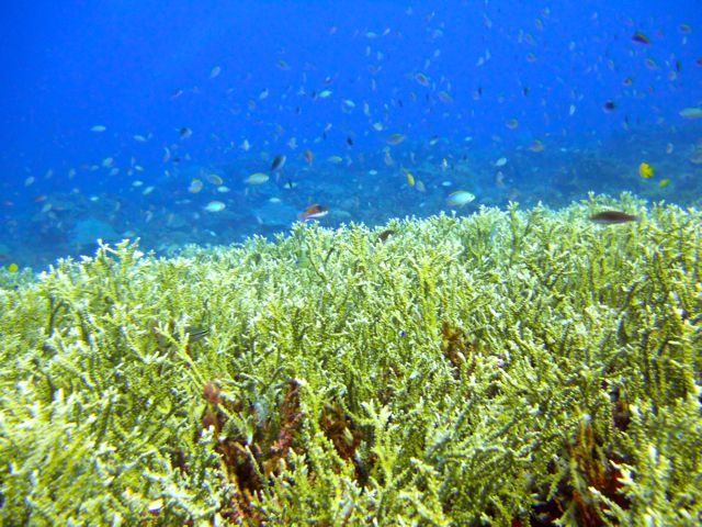 Full-Day Guided Snorkeling Tour from Kota Kinabalu - Who will enjoy this tour most