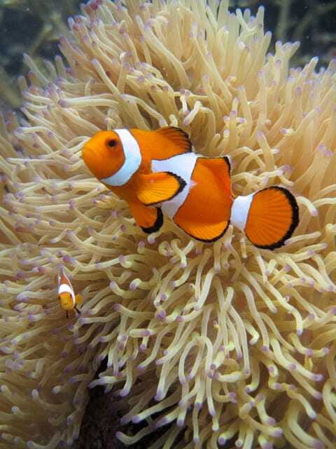 Full-Day Guided Snorkeling Tour from Kota Kinabalu - How the snorkeling is matched to you