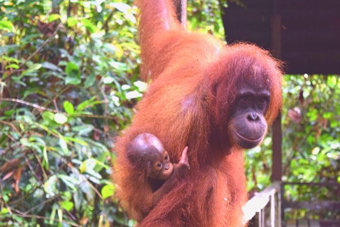 Full Day Orang Utan Sepilok, Proboscis Monkey, Sunbear, RDC - Bornean Sun Bear Conservation Centre