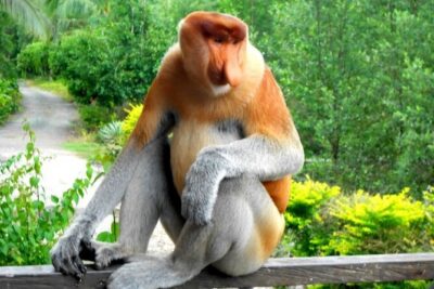 Full Day Orang Utan Sepilok, Proboscis Monkey, Sunbear, RDC