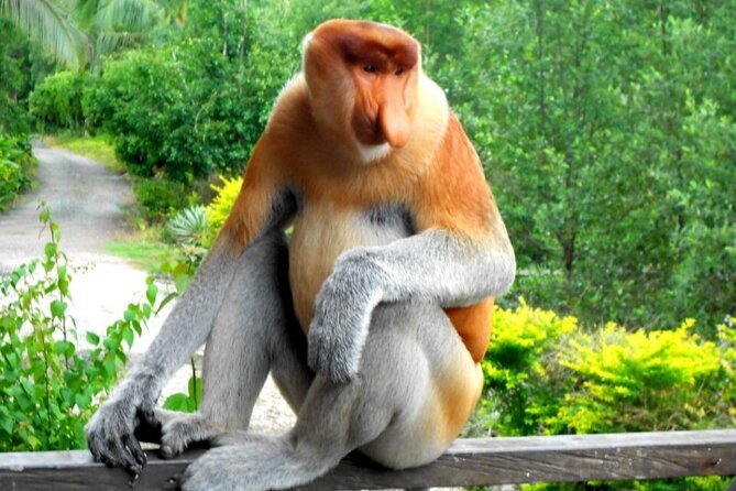 Full Day Orang Utan Sepilok, Proboscis Monkey, Sunbear, RDC - Labuk Bay at 11:30 am: the proboscis monkey stop